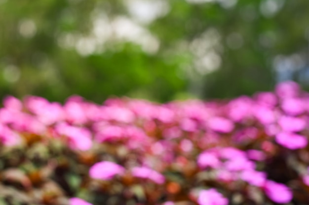 Photo blurred violet flowers beautiful in the garden nature background