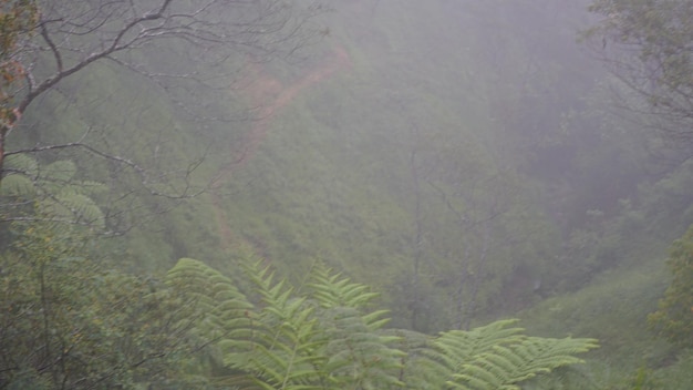 blurred zoom meeting background of misty trees on the mountain