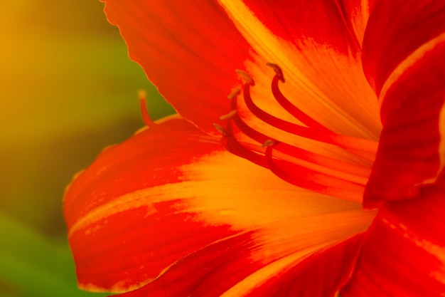 Blurry background out of focus A bud of a flowering lily in the garden