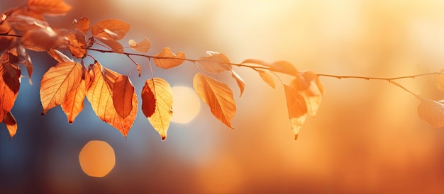 Размытый фон с осенними листьями в солнечный день