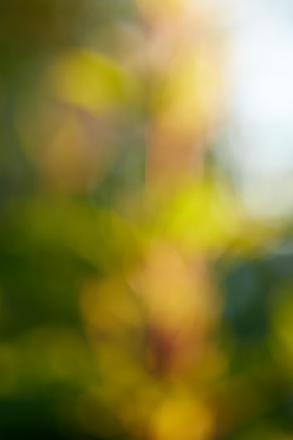 A blurry concept of yellow flowers wild sunflowers in a dreamy art haze field on a sunny day in a park or garden Defocus on style shape and pattern of petals Blur color wallpaper with copyspace