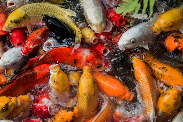 写真 プールでぼやけた空想の鯉または鯉魚