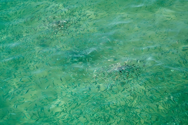 Blurry fish in tropical water as an abstract background
