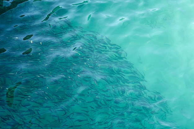 抽象的な背景として熱帯水のぼやけた魚