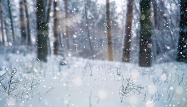 Blurry image of a winter forest small snowdrifts and light snowfall