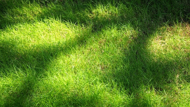 Blurry images of real natural green grass field top view angle