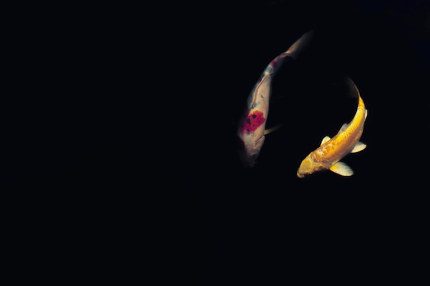 Photo blurry koi fish swim in reservoir on thailand street close up species goldfish black background