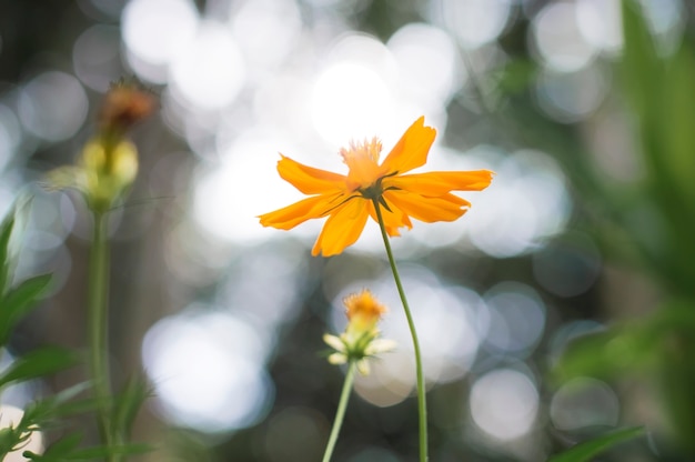 ボケの光の背景とぼかしオレンジコスモスの花