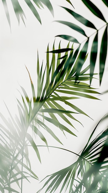 Размытые пальмовые листья на сером фоне