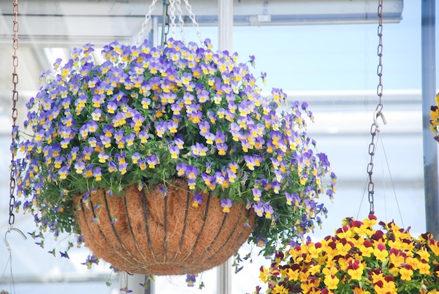 写真 カラフルなパンジーの花の鉢植えのぼやけた黄色と薄紫の花パンジーのクローズアップ