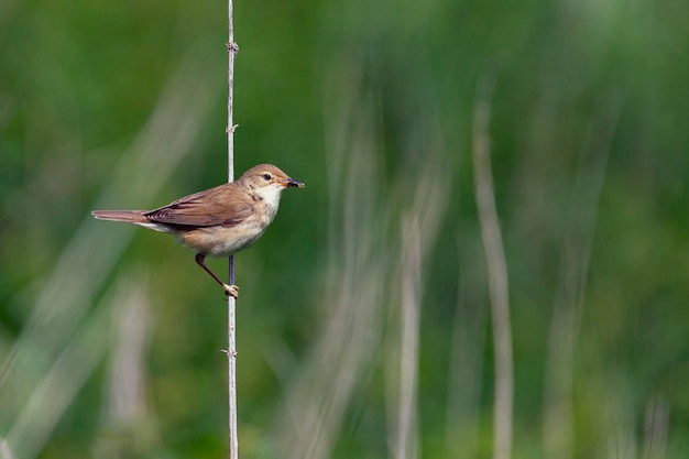 Blyth's reed warbler (Acrocephalus dumetorum) is an Old World warbler in the genus Acrocephalus.