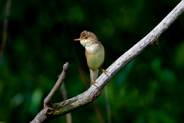 Blyths reed warbler is an Old World warbler in the genus Acrocephalus