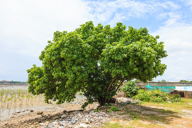 Bo tree abd blue sky