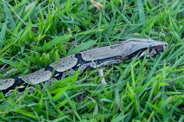 Boa (Boa constrictor) strolling across the lawn.