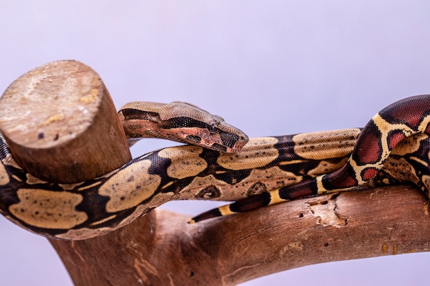 The boa constrictor (Boa constrictor), also called the red-tailed boa or the common boa, is a species of large, non-venomous, heavy-bodied snake that is frequently kept and bred in captivity