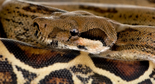 Foto boa constrictor di fronte su un bianco isolato