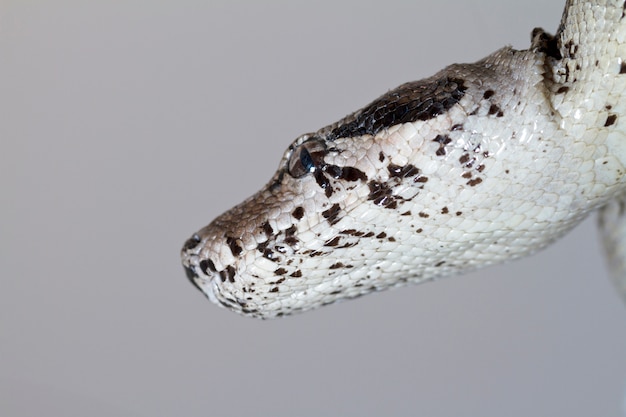 Boa constrictor head