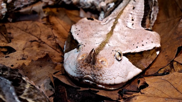 The boa constrictor imperator photo