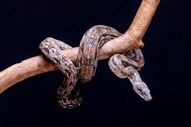 The boa constrictor is a fish snake that can reach an adult size of 2 meters (Boa constrictor amarali) to 4 meters (Boa constrictor constrictor). In Brazil, where is the second largest snake