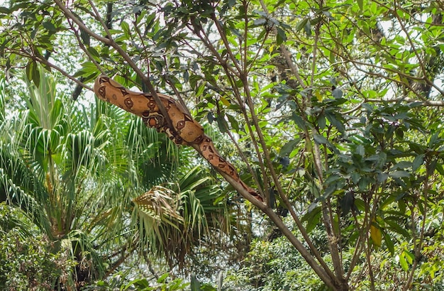 Boa constrictor slang roodstaartboa of de gewone boa Hangend aan een boom