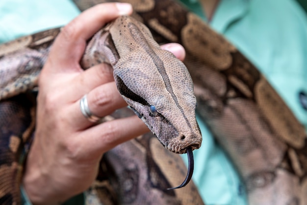 写真 ボアコンストリクター。