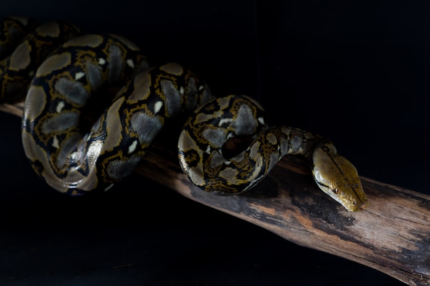 boa slang close-up