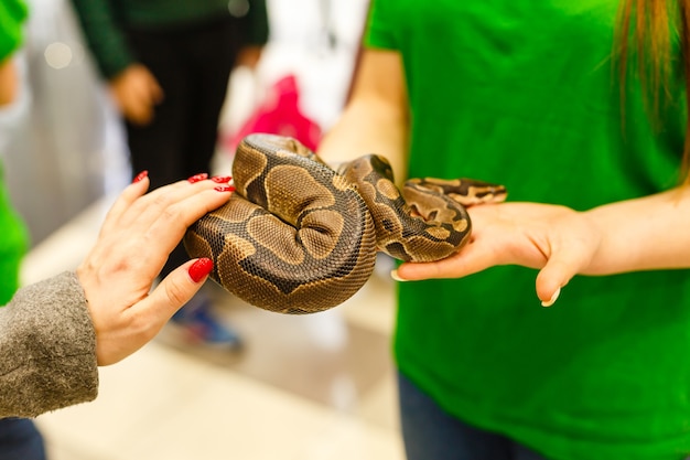 Boa snake head in the hand of a woman.