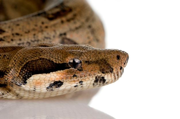 Boaconstrictor vooraan op een geïsoleerd wit