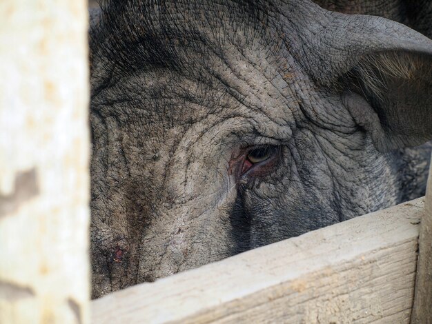 boar female, portrait and close up     