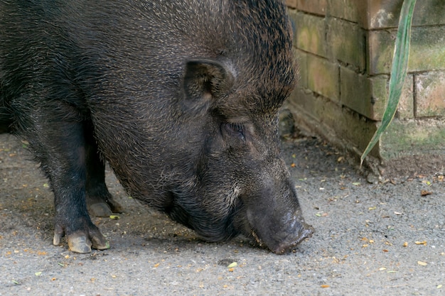 Boar wild walk to eat on the floor