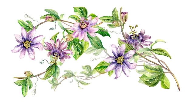 Photo board of passion flower plant watercolor illustration isolated on white