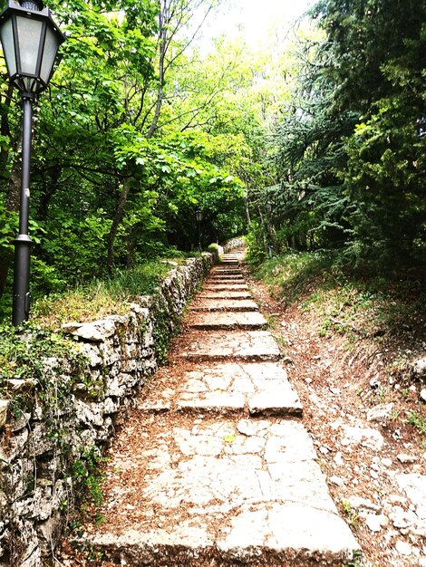 天空を背景に木々の中の遊歩道