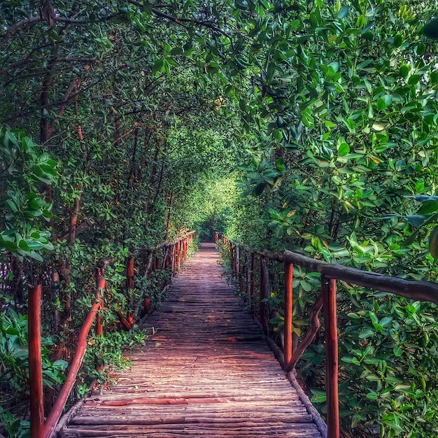 Photo boardwalk amidst trees in forest