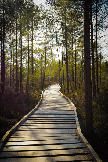 Boardwalk amidst trees in forest