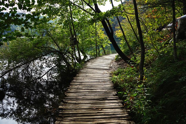 Photo boardwalk amidst trees in forest