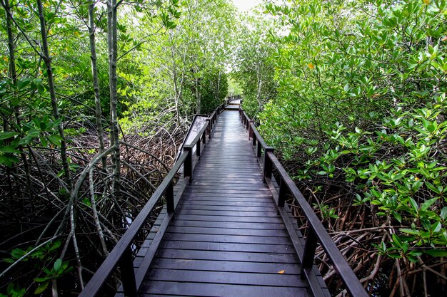 Photo boardwalk amidst trees in forest