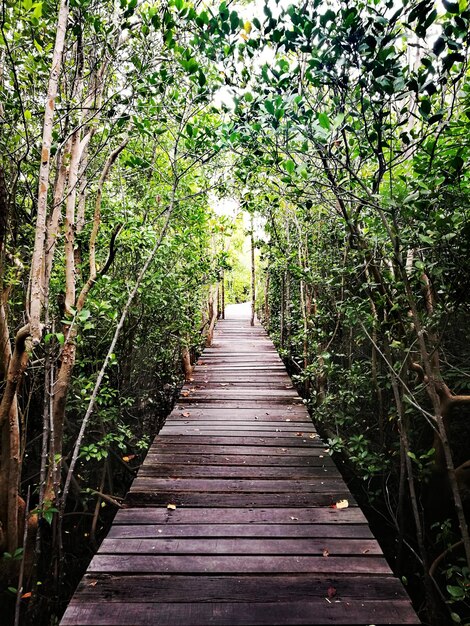 boardwalk amidst trees in forest