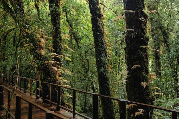 Photo a boardwalk in a forest with ferns on the ground