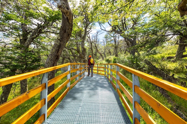 Boardwalk in forest