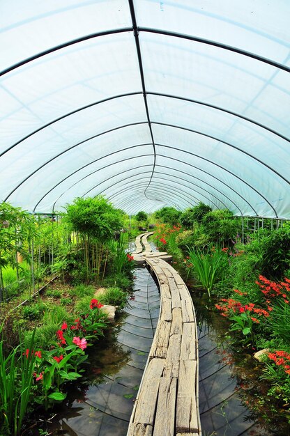 Photo boardwalk in greenhouse