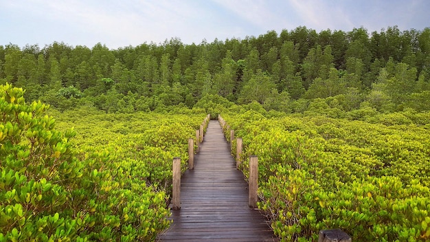 Boardwalk op het veld dat leidt naar bomen tegen de lucht