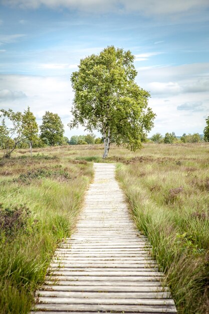 Foto boardwalk te midden van bomen op landschap tegen de lucht