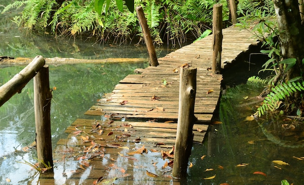 Foto passeggiata attraverso la foresta