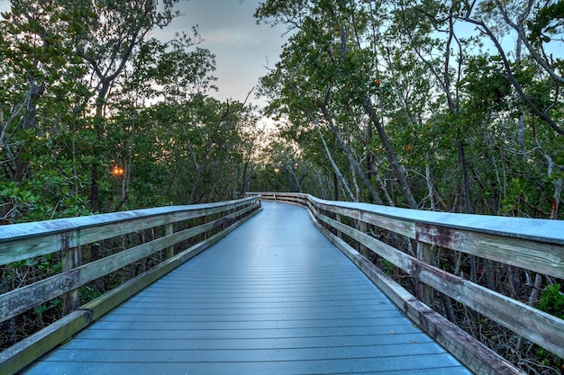 Boardwalk through the swamp leading to clam pass at sunset in naples florida