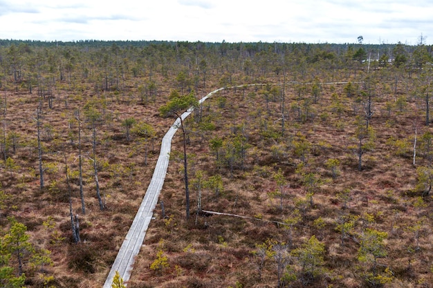 A boardwalk through a swamp with trees on the ground