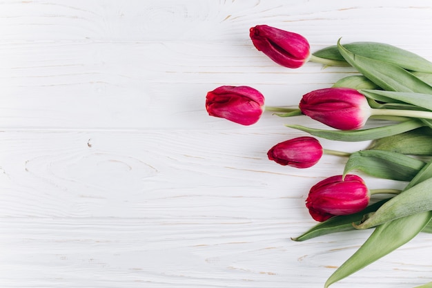 Boardwalk tulips on a blue wooden background