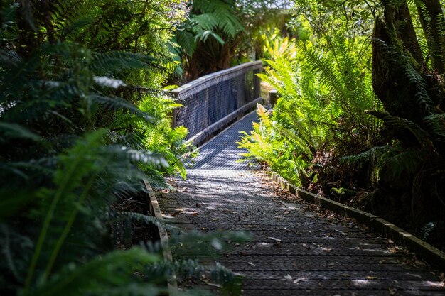 boardwalk walking track in a national park in tasmania australia in spring