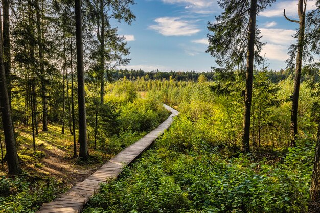 Boardwalk-wandelpad door het beboste moeras.