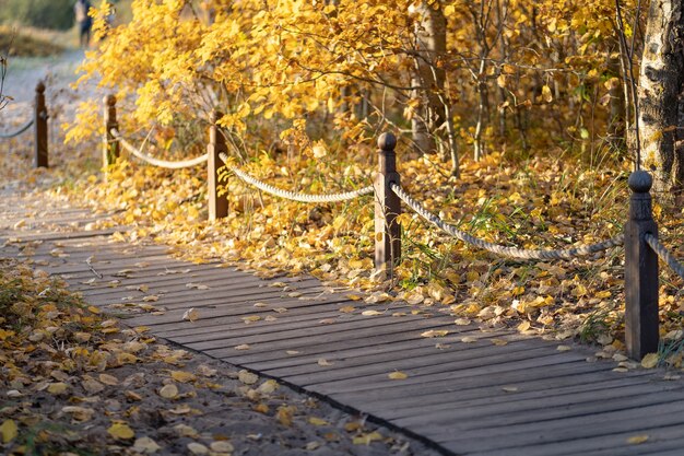 Boardwalk with fallen dry yellow leaves at sunset wooden path with posts and rope in autumn park