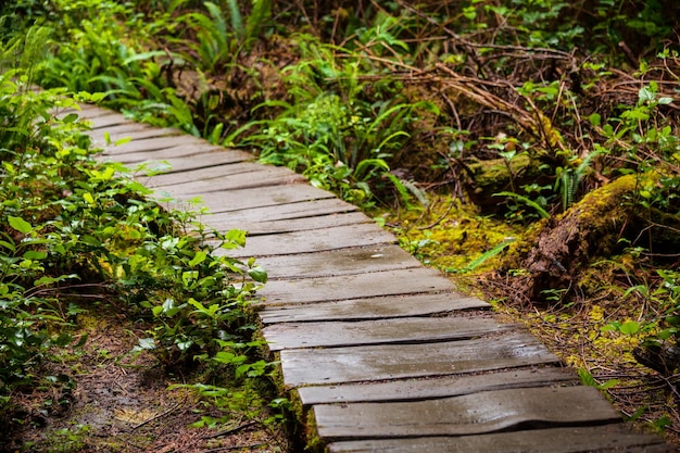 Boardwalk